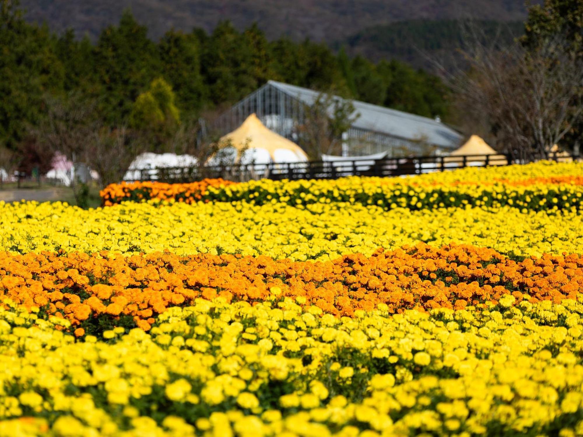 くじゅう花公園　キャンピングリゾート花と星 Kuju Eksteriør billede