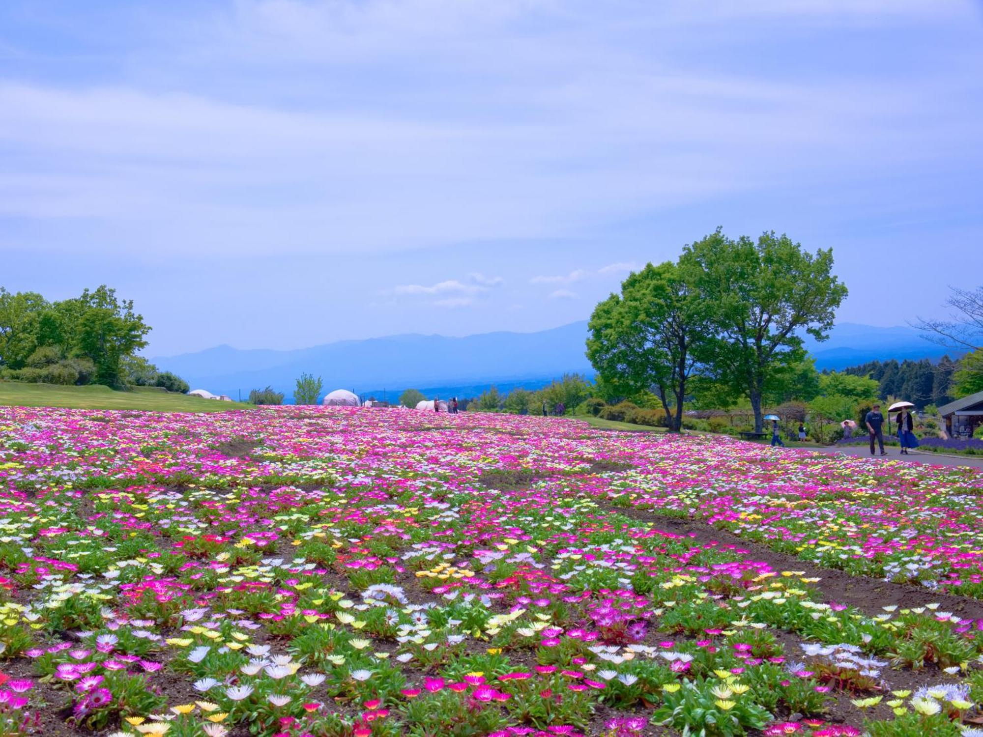 くじゅう花公園　キャンピングリゾート花と星 Kuju Eksteriør billede