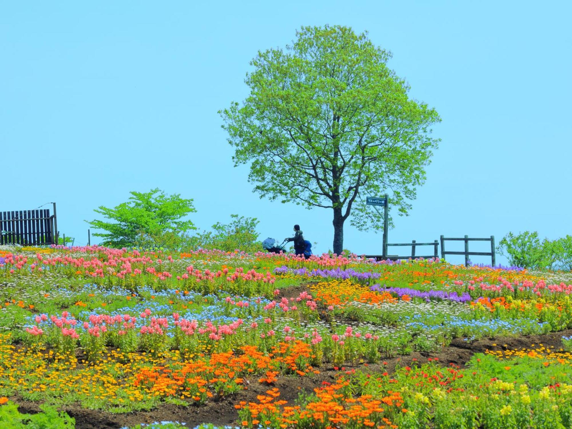 くじゅう花公園　キャンピングリゾート花と星 Kuju Eksteriør billede