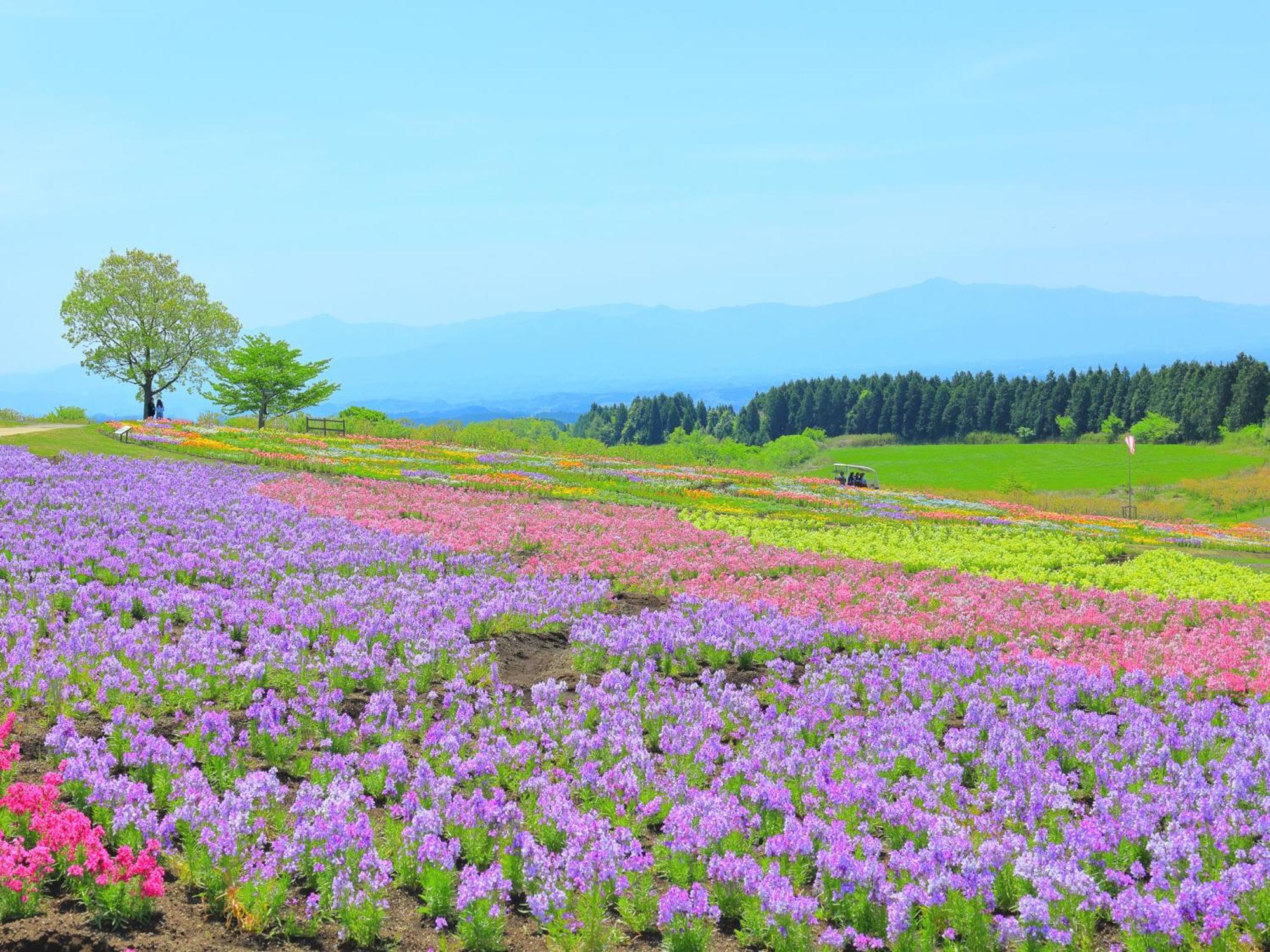 くじゅう花公園　キャンピングリゾート花と星 Kuju Eksteriør billede