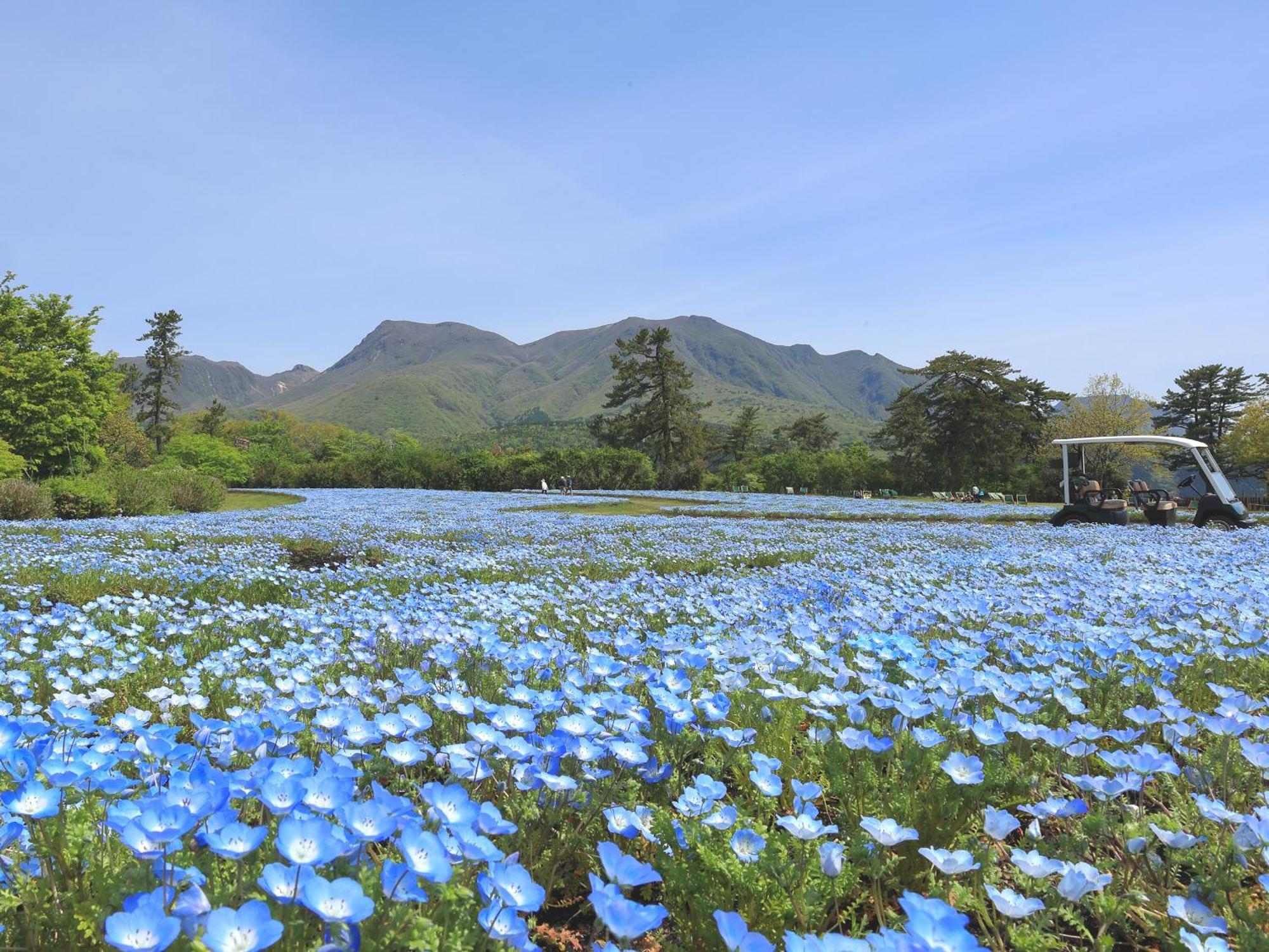 くじゅう花公園　キャンピングリゾート花と星 Kuju Eksteriør billede