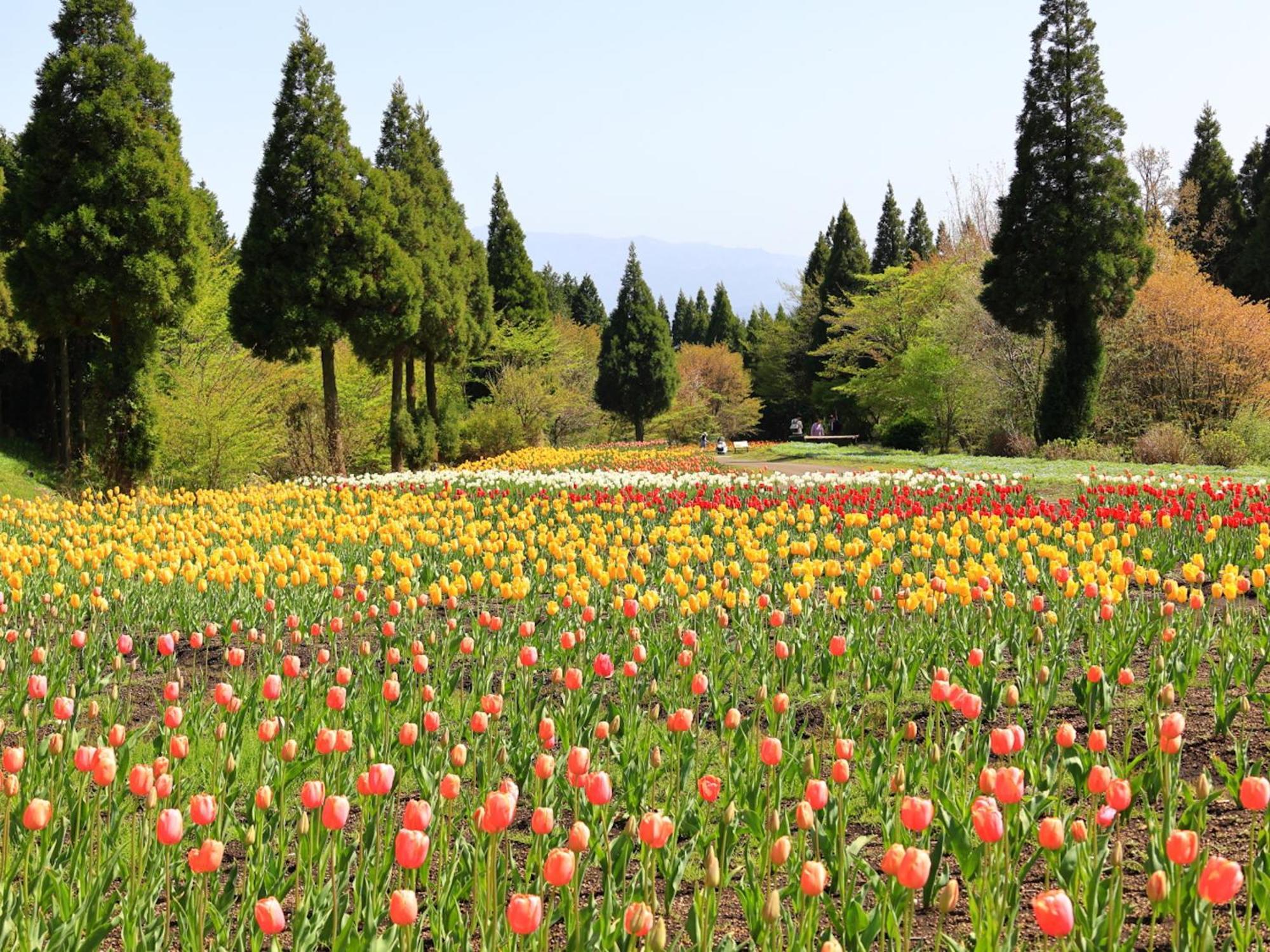 くじゅう花公園　キャンピングリゾート花と星 Kuju Eksteriør billede