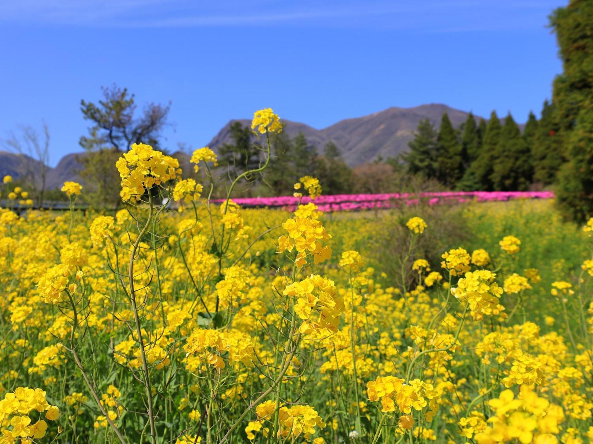 くじゅう花公園　キャンピングリゾート花と星 Kuju Eksteriør billede