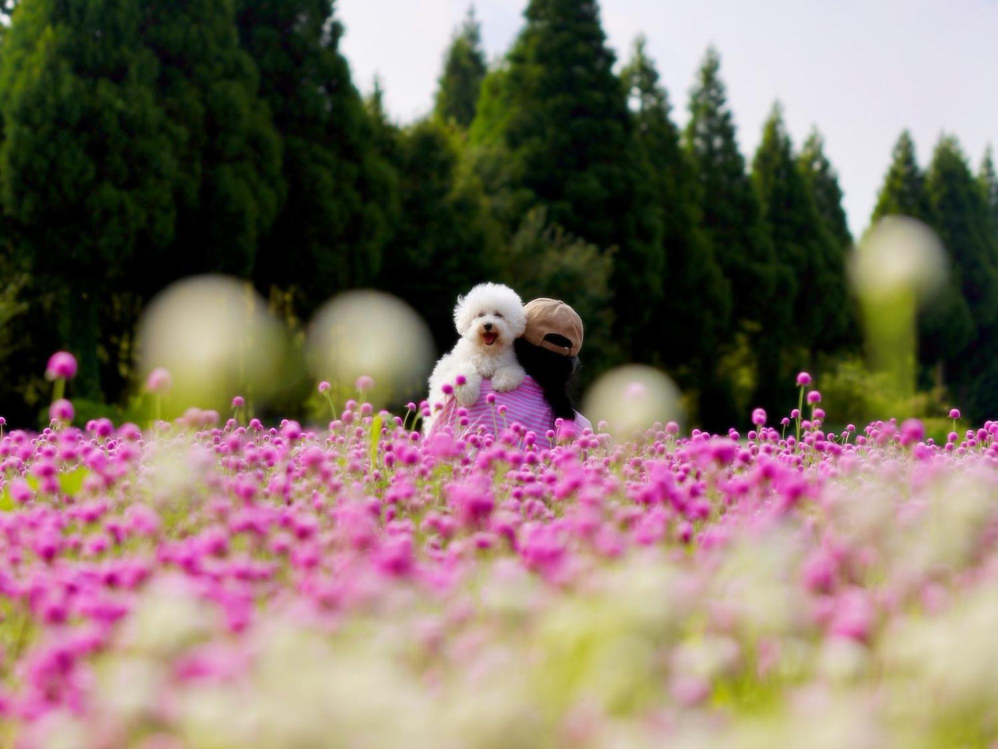 くじゅう花公園　キャンピングリゾート花と星 Kuju Eksteriør billede