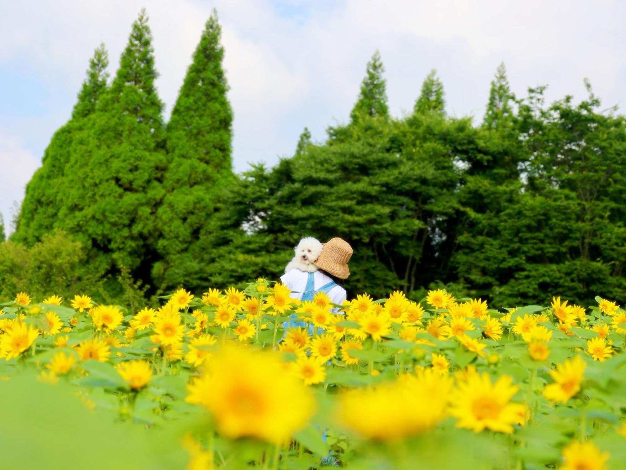 くじゅう花公園　キャンピングリゾート花と星 Kuju Eksteriør billede